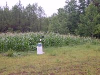Corn062606post.jpg