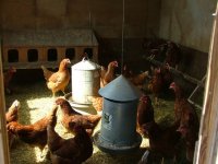 858497-Chickens.jpg