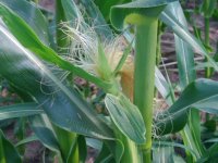 cornjune272.JPG