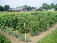 tomatojune273.JPG