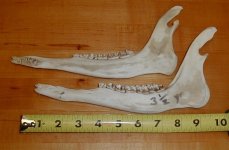 859718-BuckjawboneTBN.jpg