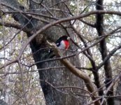 grosbeak1.jpg