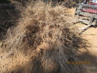 IMG_0584 (Large).jpeg