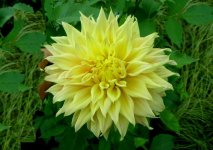 a14 large yellow dahlia[1].jpg