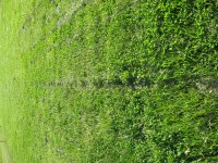 IMG_0004.resized.JPG