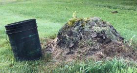 Stump.GIF