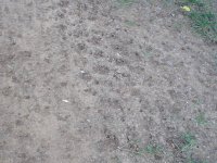 Resize of ground.JPG