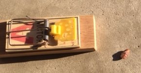 mouse trap info bait-2017.JPG