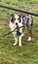 Steve -Boy Blue with clamp-2-17-19.jpg