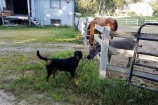 20190812_Fritzy & Sidney (1280x854).jpg