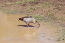 875319-Egyptian Goose, Apr 06 049 (Small).jpg