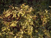 822110-weeds001.jpg