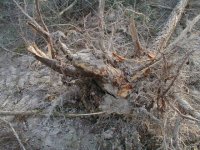 822576-taproot-4.JPG