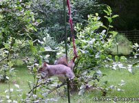 Blueberry Patch June 2017 (2).JPG