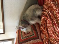 image.jpeg