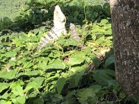 IMG_3734.JPG