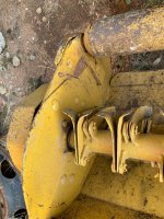 yellow-belly4.jpeg
