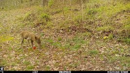 IMG_0088 chupra coyote.JPG
