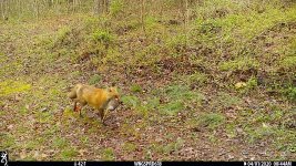 IMG_0085 fox with rabbit.JPG
