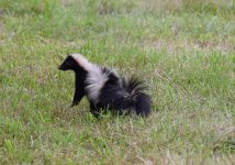 Skunk1.jpg