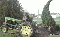 Funny-tree-attack.gif