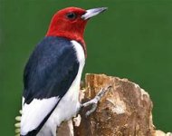red-headed.jpg