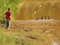 Chasing them into the pond.jpg