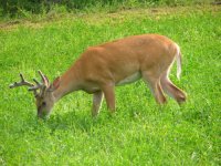 deer.jpg