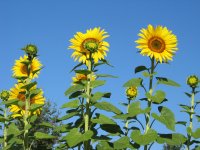 SUN082706.JPG