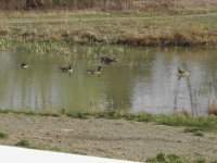 880021-Geese-0011-410.jpg