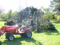 868868-Fallen Spruce 004.jpg