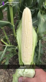 corn.jpg