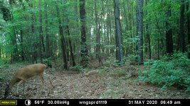 Graveyard fawn.JPG