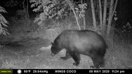 MFDC2834 Bear.JPG