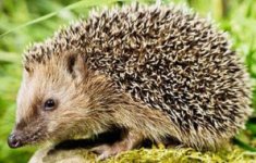 hedgehog.jpg