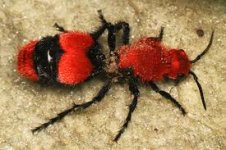 velvet ant.jpg