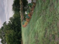 Pond 1.jpg