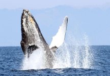 humpback whales.jpg