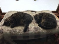 Kittens.jpg