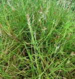 sandbur1-400x417.jpg