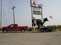 Towing a big cow 002.jpg