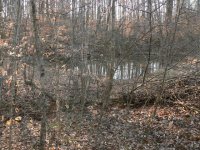 pond.JPG