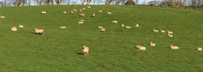 Spot the deceased tup.jpg