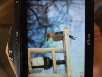 bird.jpg
