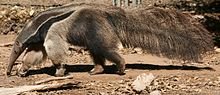 anteater.jpg