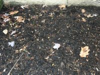 IMG_2398[1].JPG