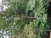 Pole saw long view.jpg
