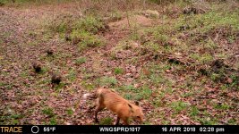 MFDC4491 fox and 5 kits.JPG