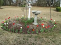 tulips.jpg