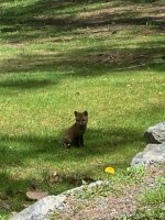 Fox Pup 5-17-21.jpg